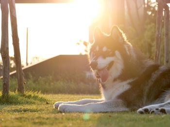A siberian husky dog sitting on the field  while sunset twilight 