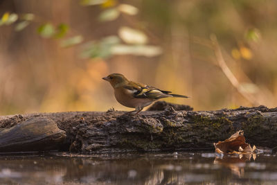 Bird perching on rock by lake