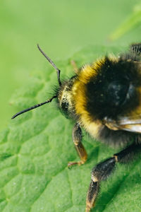 Close-up of bee on leaf