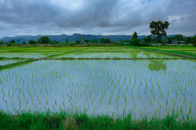 Scenic view of rice field against sky