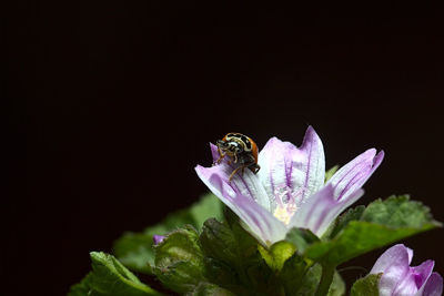 Close-up of insect on purple flower