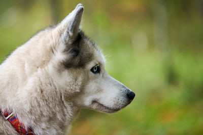 Siberian husky portrait close up, siberian husky face side view. husky dog muzzle outdoor for design