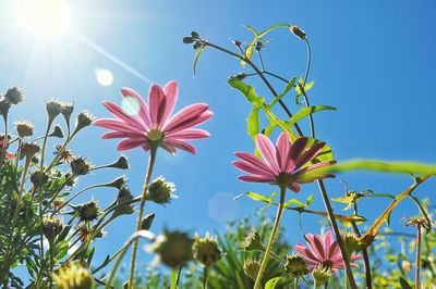 Low angle view of pink flowering plants against sky