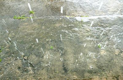 Close-up of plants