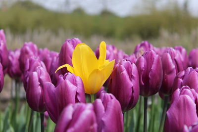 Close-up of purple crocus flowers