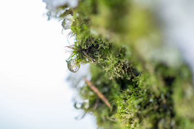 Close-up of moss on tree trunk