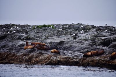 View of rocks in sea against clear sky