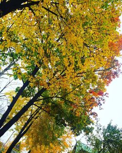 Low angle view of tree against sky during autumn