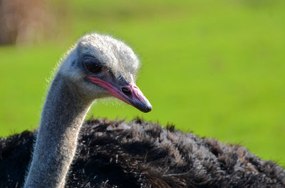 Close-up of a ostrich 