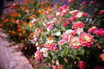 Close-up of pink flowering plants