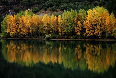 Scenic view of lake in forest during autumn
