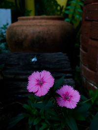 Close-up of pink flower on potted plant