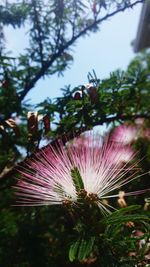 Close-up of flower tree