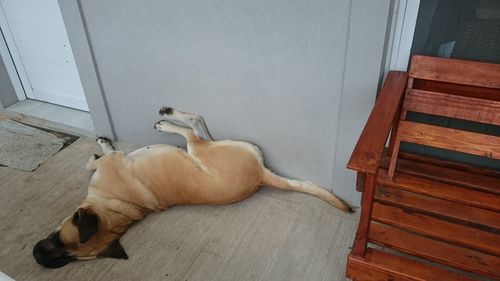 Dog lying on door