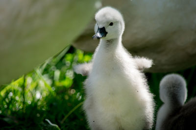 Close-up of a bird