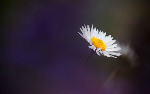 Close-up of flower against black background