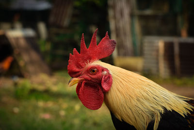 Close-up of rooster