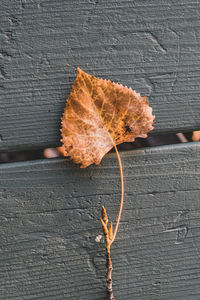 Close-up of dry autumn leaf on wood
