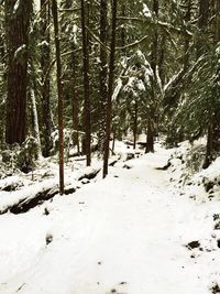 Trees in forest