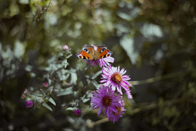 Close-up of butterfly pollinating on purple flower