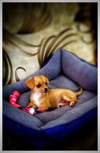 Dog relaxing on bed