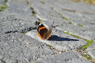 Close-up of butterfly