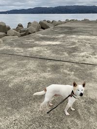 High angle view of dog on beach