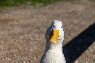 Portrait of a curious white duck