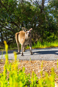 Portrait of a cat on the road