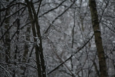 Close-up of branches against sky