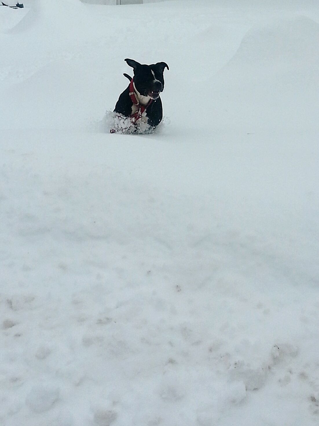 Blue Pittbull