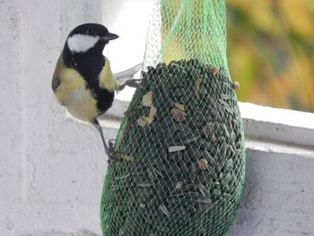 Close-up of bird perching on feeder