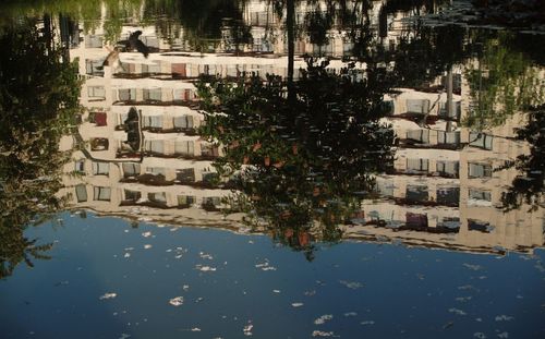 Reflection of trees in lake