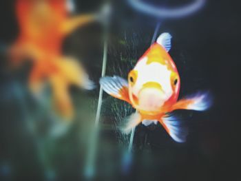 Close-up of fish swimming in aquarium