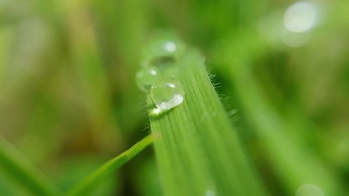 Close-up of plant