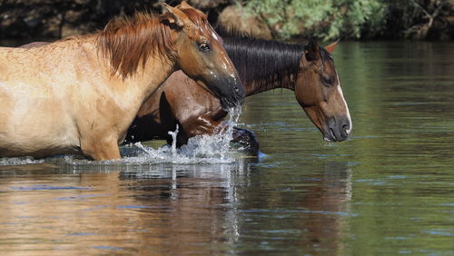 View of two drinking water