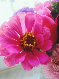 Close-up of pink flowers blooming outdoors