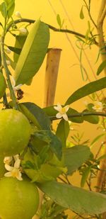 Close-up of yellow flowering plant against tree