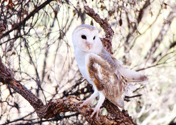 Close-up of bird perching on branch