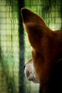 Close-up of dog