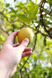 Close-up of a hand plucking fruit