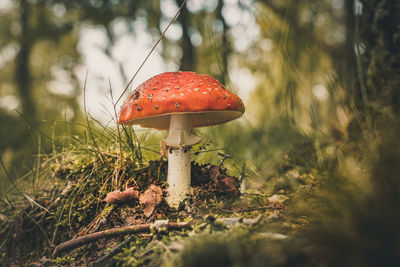 Close-up of mushroom on field