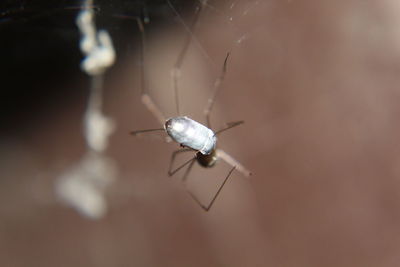 Close-up of insect