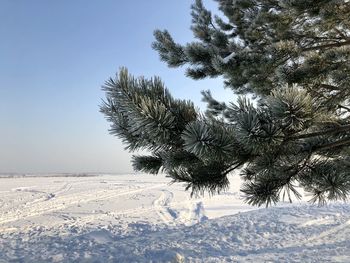 Pine trees on snow covered land against sky