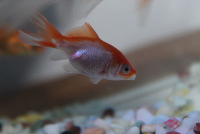 Close-up of fish swimming in aquarium