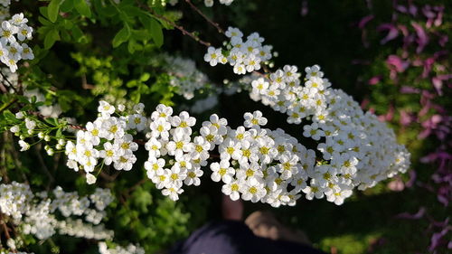 Close-up of white flowering plants