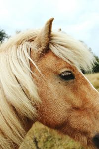 Close-up portrait of horse against sky