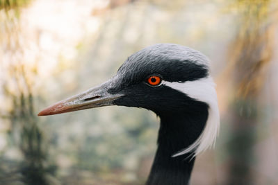 Demoiselle crane close portrait against an unfocused background