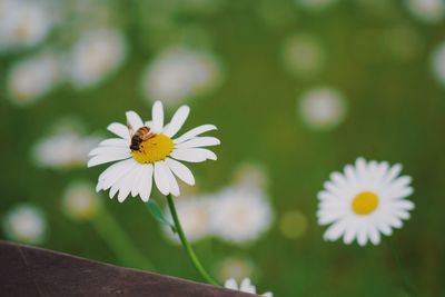 Close-up of white daisy flower