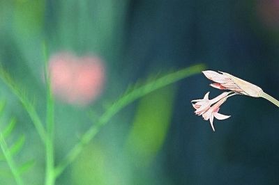 Close-up of flowers against blurred background